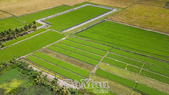 Mô hình trồng rau má ở xã Vĩnh Thanh tạo sinh kế ổn định cho nhiều hộ dân. (Ảnh: Hữu Thọ)