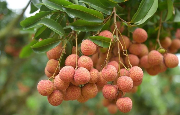 Không nên ăn một lúc quá nhiều vải. Ảnh minh họa.
