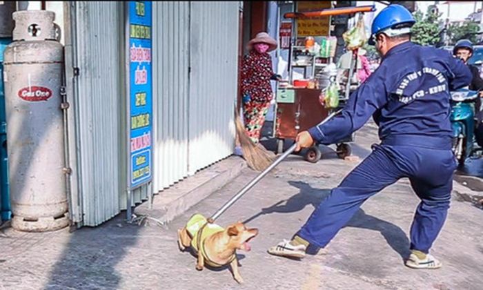 Một số chó thả rông bị bắt giữ