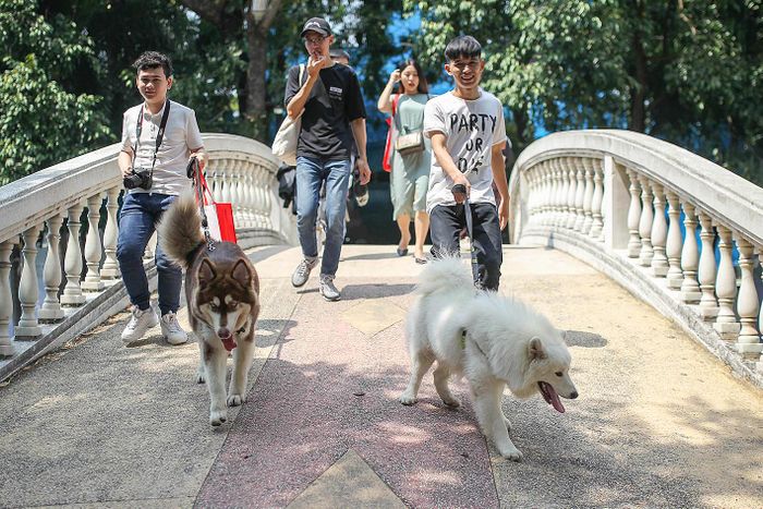 Chó thả ra đường không rọ mõm gây nguy hiểm cho người dân