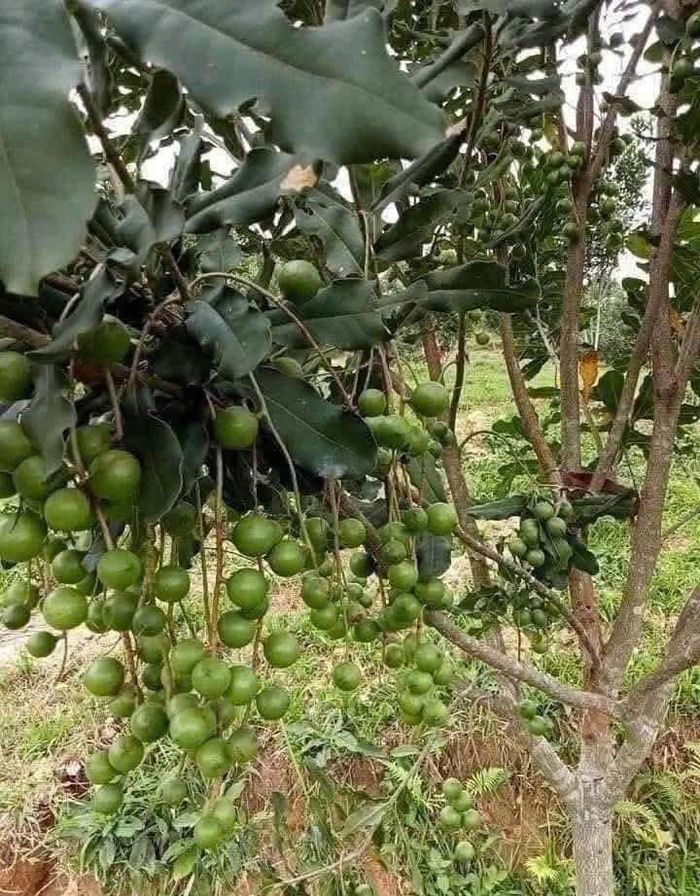Giống cây mắc ca đang được trồng phổ biến