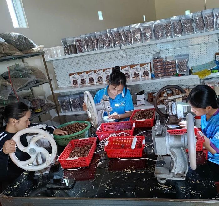 Theo đánh giá của ngành nông nghiệp, phần lớn cơ sở chế biến hiện vẫn ở quy mô nhỏ, công nghệ chủ yếu là sấy và tách nứt thủ công