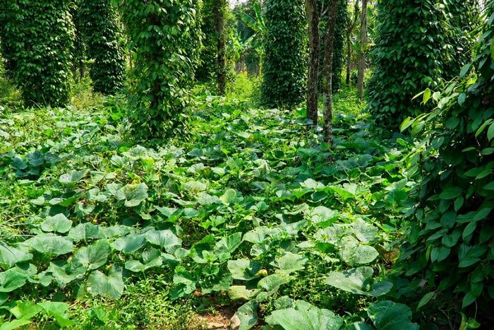 Thảm rau màu trồng xen canh vào vườn tiêu, vừa cho năng suất hiệu quả, các phần không dùng đến như thân, rễ sẽ góp phần không nhỏ vào cải thiện đất, làm phân bón hữu cơ