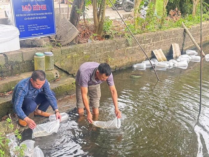 Con giống tôm càng xanh toàn đực được bàn giao đều khỏe mạnh, kích cỡ đồng đều, màu sắc tươi sáng và hoạt động nhanh nhẹn.