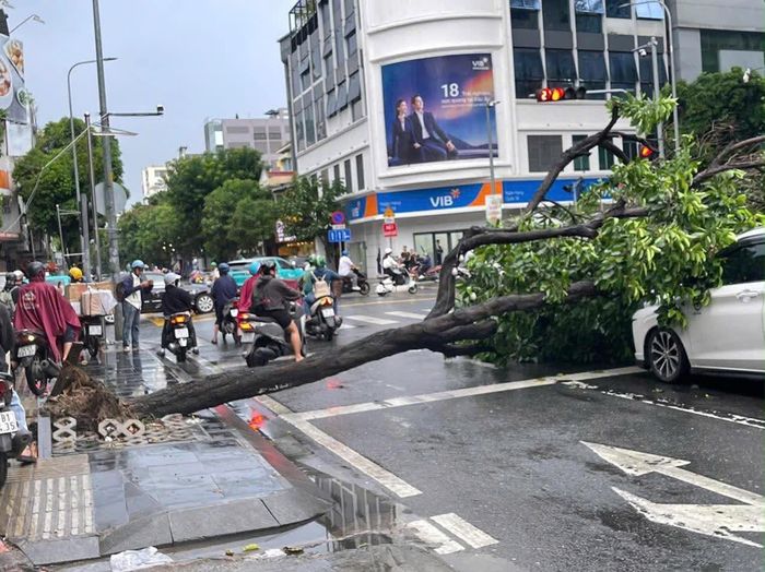 Thân cây to ngã chắn ngang đường ngay giờ tan tầm.