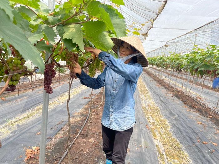 Hà Nội cũng đang triển khai các giải pháp thúc đẩy nông nghiệp xanh nhằm bảo đảm an ninh lương thực trong quá trình đô thị hóa. Ảnh: PV