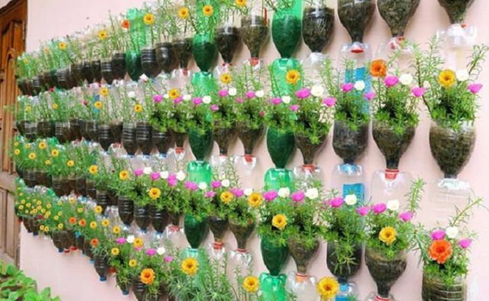 Hoa thường nở rộ vào ban ngày khi có nắng mạnh, giúp khu vực trồng luôn tươi sáng. Đây là lựa chọn phù hợp cho người mới bắt đầu trồng hoa chịu nắng.