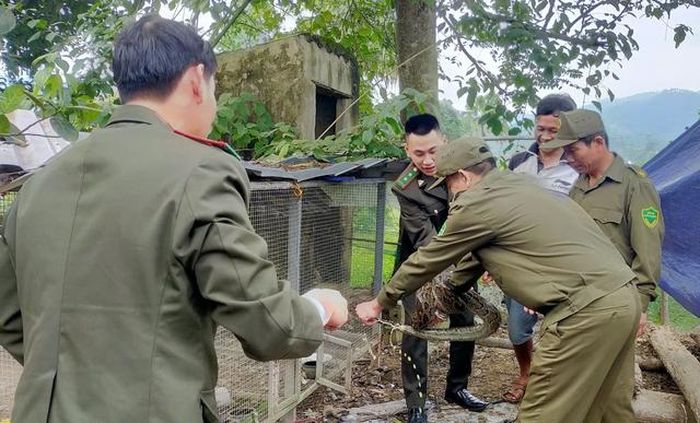 Ông Quách Văn An tự nguyện bàn giao 1 cá thể trăn gấm quý hiếm.