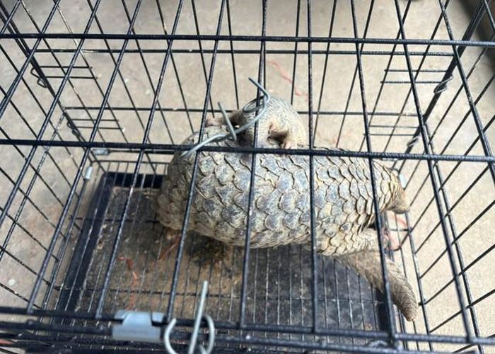 Cá thể tê tê thuộc nhóm động vật quý hiếm, nguy cấp được người dân giao nộp.