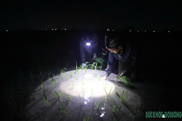 Việc tranh thủ làm đồng vào thời điểm thời tiết dịu mát giúp nâng cao hiệu quả lao động, đồng thời hạn chế nguy cơ say nắng, kiệt sức.