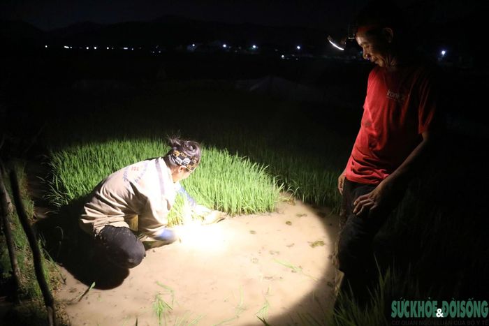 Để tránh cái nắng gay gắt ban ngày và kịp thời vụ hè thu, nhiều nông dân tranh thủ xuống đồng cấy lúa khi đêm xuống.
