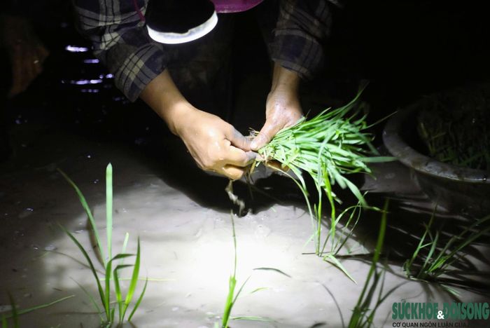 Từng hàng lúa non dần phủ kín mặt ruộng sau nhiều giờ lao động miệt mài của bà con nông dân.