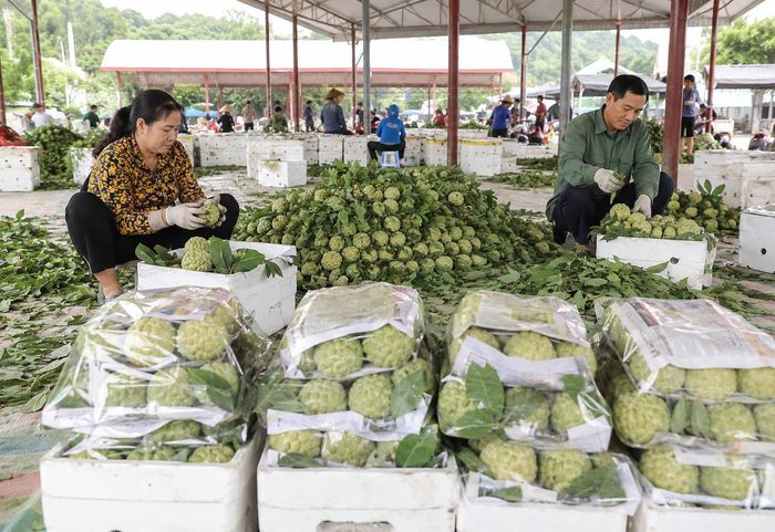 Vụ na năm 2025, doanh thu từ sản phẩm đạt trên 1.500 tỷ đồng.