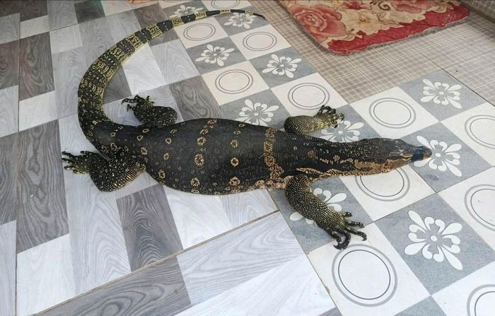 Anh Tài giao nộp kỳ đà hoa quý hiếm nặng 6,5 kg đem giao cho kiểm lâm. Ảnh: CA 