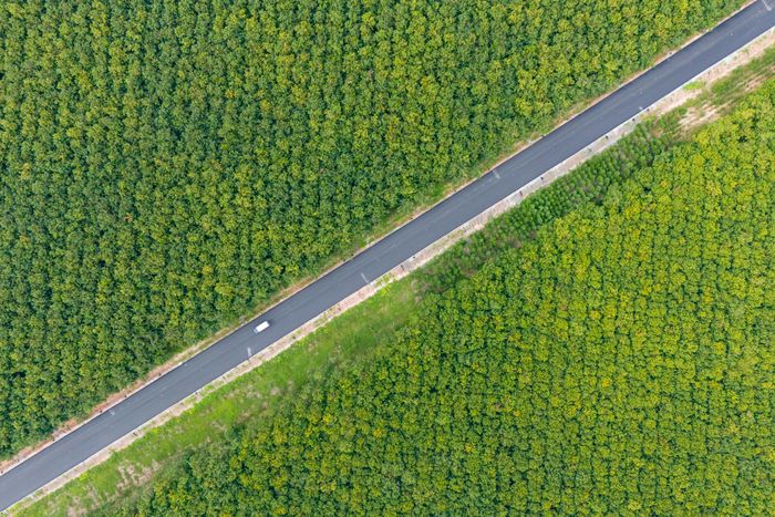 Ngoài ra, xã Dầu Tiếng còn nổi bật với những cánh rừng cao su bạt ngàn. Chạy xuyên những cánh rừng cao su này là tuyến ĐT 744, đây cũng là trục giao thông huyết mạch của huyện Dầu Tiếng trước đây. Bên cạnh việc tạo trục lưu thông thông suốt, tỉnh lộ ĐT 744 còn kết nối nhiều khu công nghiệp trọng điểm của tỉnh Bình Dương cũ như VSIP 2, Sóng Thần 3, Mỹ Phước 1-2-3... 