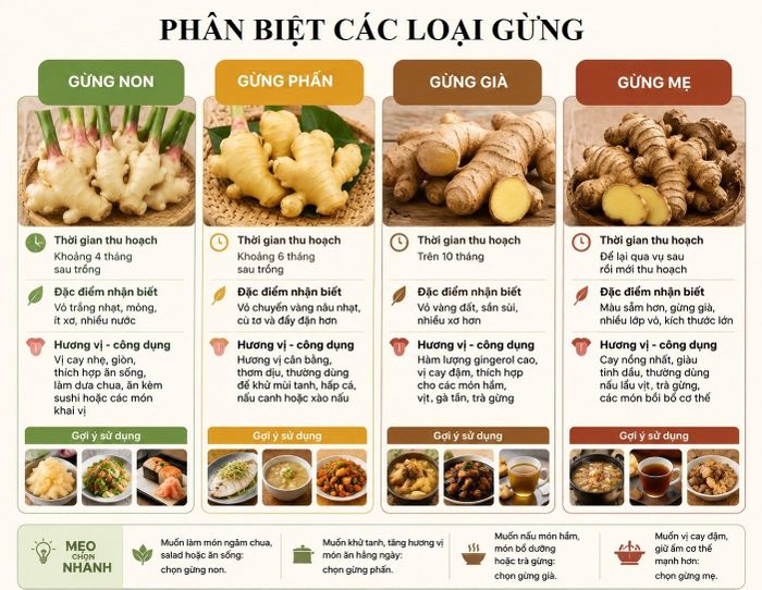  Cách phân biệt các loại gừng. Đồ họa: M. Phương. 