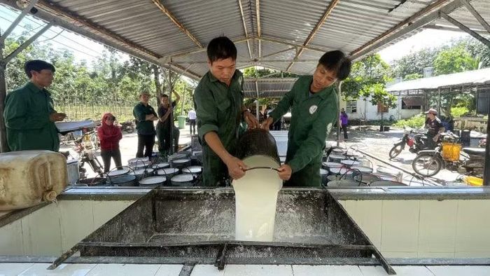 Công nhân trút mủ cao-su tại đội sản xuất của Công ty cổ phần cao-su Tân Biên.