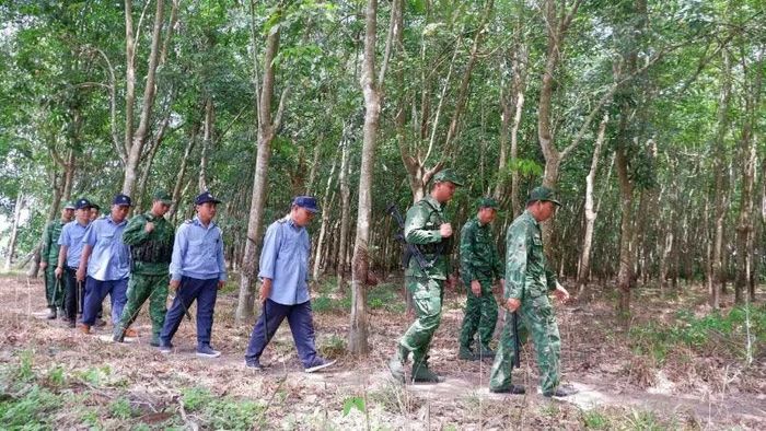 Bộ đội biên phòng phối hợp lực lượng bảo vệ Công ty cao-su Tân Biên tuần tra biên giới. (Ảnh: ĐÀO PHONG)