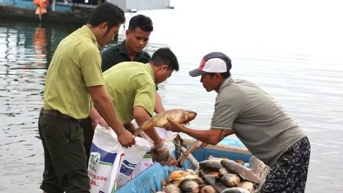 Lực lượng chức năng hỗ trợ người nuôi cá bè vớt số cá đưa vào bờ trong ngày 1/6.