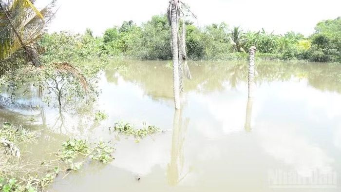 Nhiều đoạn sạt lở bờ kênh trên địa bàn tỉnh Đồng Tháp gây khó khăn cho nhân dân.