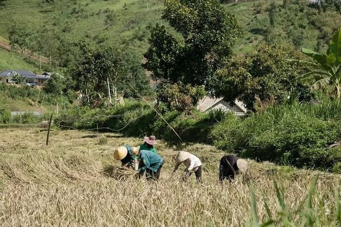 Trên khoảnh ruộng ít ỏi còn lại, người dân bản Bắng Chộc bảo nhau cùng làm, cùng chia thóc gạo để ăn qua ngày.