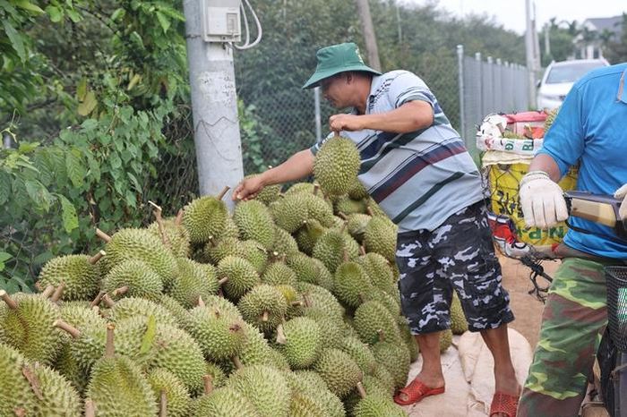 Người nông dân ngày càng chú trọng chất lượng thay vì chỉ chạy theo sản lượng.