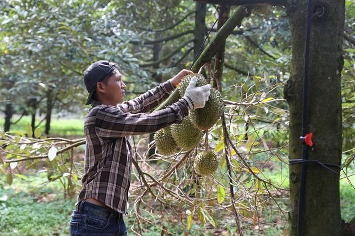 Ứng dụng công nghệ cao giúp nâng chất lượng nông sản và giảm chi phí sản xuất.