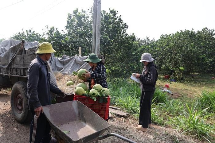 Người trồng bưởi ghi chép nhật ký sản xuất để bảo đảm truy xuất nguồn gốc sản phẩm.
