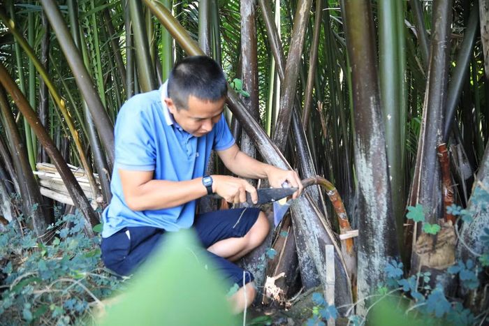 Anh Thương thu hoạch mật dừa nước.