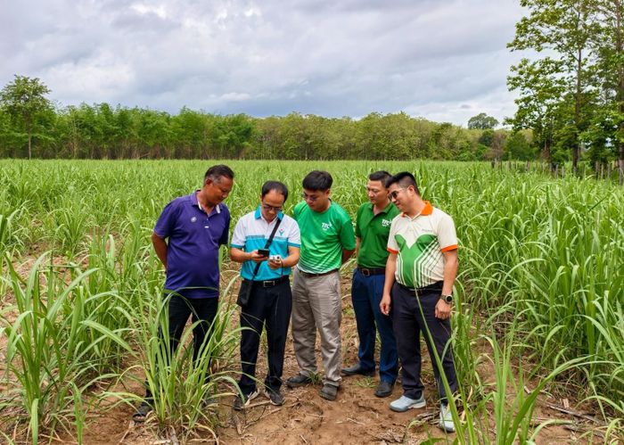 Chuyên gia, cán bộ kỹ thuật Phú Mỹ áp dụng công nghệ đo dinh dưỡng đất tại ruộng mía tại Lào.