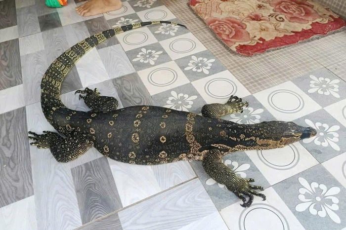 Cá thể kỳ đà.