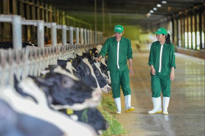 Trang trại Vinamilk Green Farm đang có kế hoạch tăng gấp đôi đàn bò trong thời gian tới (Ảnh: VN).