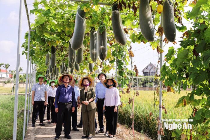 Đoàn công tác thăm khu gieo trồng khảo nghiệm một số giống lúa và hoa màu của Tập đoàn ThaiBinh Seed. Ảnh: MTNA