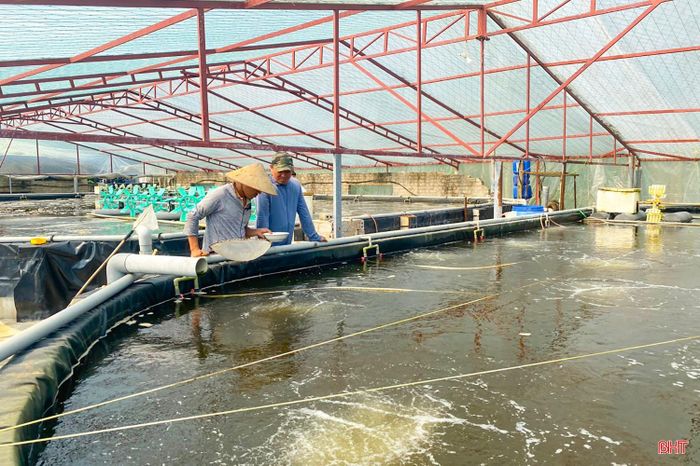 Các hộ nuôi tôm đầu tư nâng cấp hạ tầng như làm ao tròn lót bạt đáy nổi trong nhà lưới, xây dựng bể xi măng có mái che, lắp đặt hệ thống bạt che... hạn chế tác động của thời tiết.