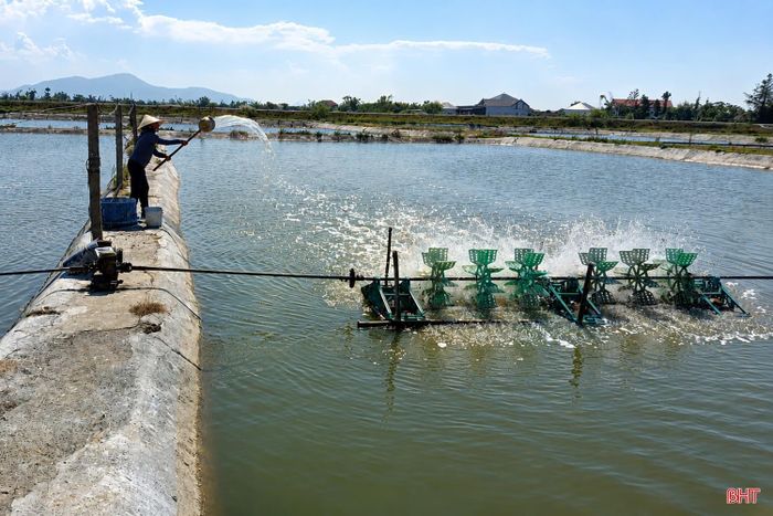Hiện nay, các thành viên HTX Nuôi trồng thủy sản Tiểu Láng (phường Hải Ninh) đang duy trì mực nước trong ao trên 1,5m, tích cực tạo oxy bằng máy quạt nước.