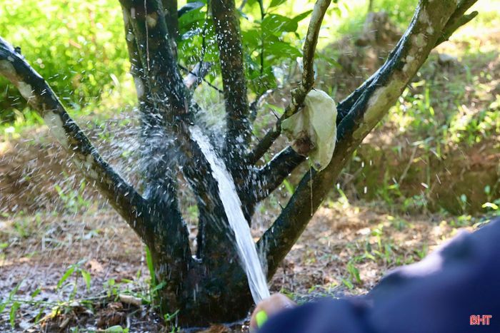 Đều đặn mỗi ngày, ông Vượng luôn tranh thủ dậy từ sớm để tưới cho vườn cam. Theo ông Vượng, đây là thời điểm cam vào giai đoạn dưỡng quả nên việc cung cấp nước cho cây là điều rất quan trọng.