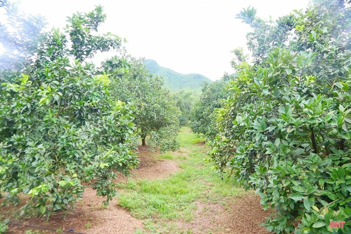 Những gốc cam trĩu quả, xanh mướt trong nắng hạn.