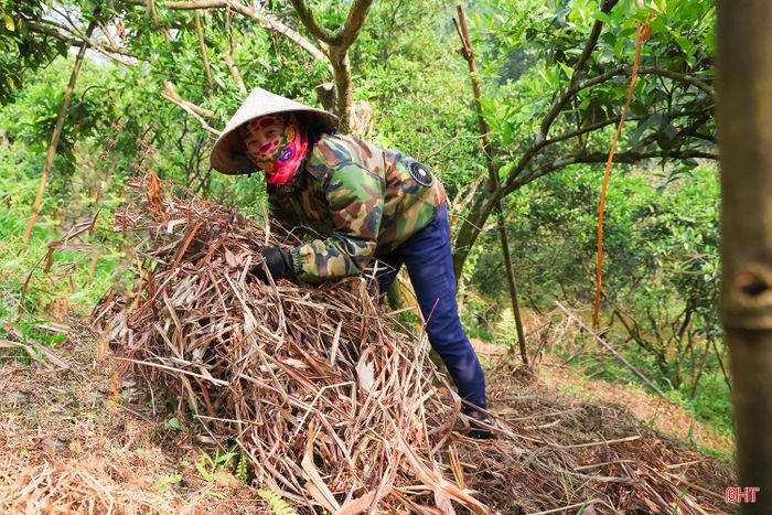 Với việc chủ động triển khai sớm các biện pháp chống nóng và tập trung chăm sóc, bà Bình hy vọng vườn cam sẽ phát triển tốt, cho năng suất cao vào cuối vụ.