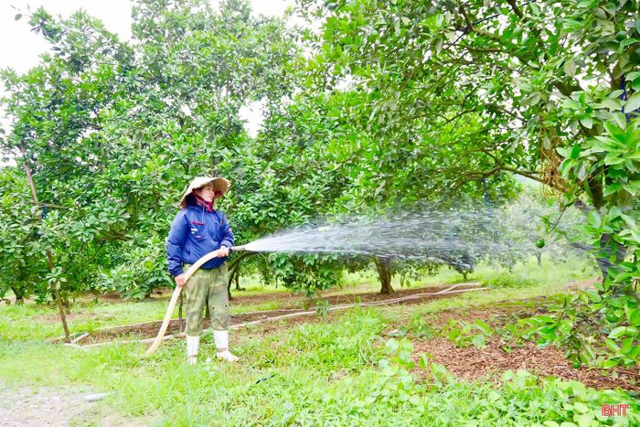 Tại xã Đồng Lộc, người dân cũng đang tích cực thực hiện các biện pháp chăm sóc, “giải nhiệt” cho những vườn cam đang trong thời kỳ nuôi quả.