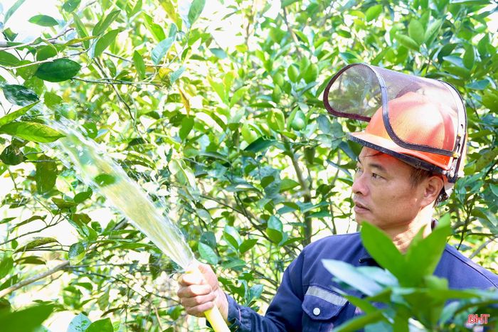  Đang nhanh tay tưới dưỡng cho hơn 2 ha cam chanh của gia đình, ông Trần Xuân Vượng (thôn Bình Quang, xã Thượng Đức) cho biết: “Năm nay, nắng nóng kéo dài với nền nhiệt độ cao đã ảnh hưởng đến sự phát triển của cây cam. Để chống nóng cho cam, tôi đã đầu tư 2 máy bơm nước và hệ thống ống tưới dài hơn 200m với số tiền gần 10 triệu đồng nhằm thuận tiện cho việc chăm sóc”. 