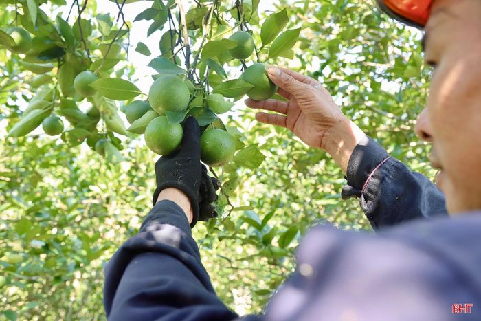 Được chăm sóc cẩn thận, đúng quy trình kĩ thuật nên vườn cam của ông Vượng mướt xanh, trĩu quả.