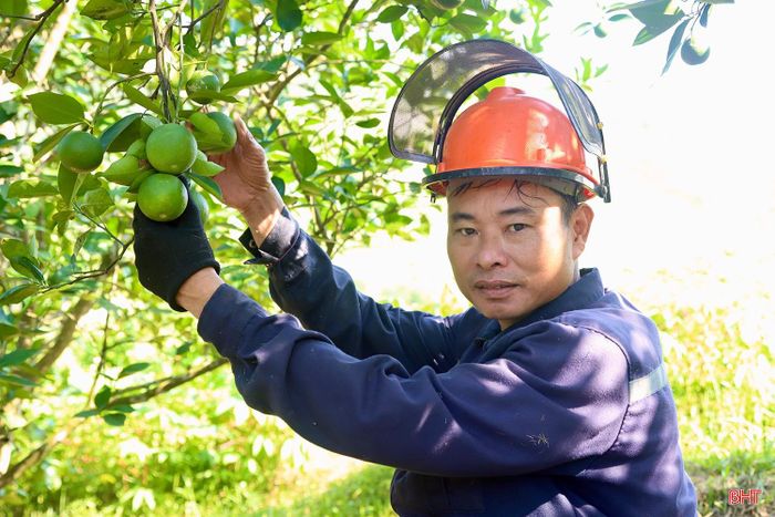 Trong bối cảnh thời tiết có nhiều bất lợi, việc người dân chủ động các biện pháp chống hạn, chăm sóc đúng kỹ thuật cho các diện tích cam sẽ góp phần quan trọng bảo vệ năng suất, chất lượng quả, hướng tới vụ thu hoạch thắng lợi.