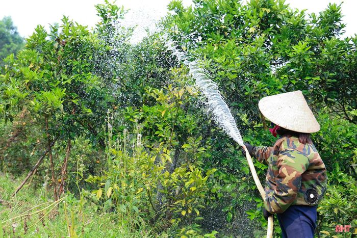 Để ứng phó với thời tiết nắng nóng, những ngày này, bà Nguyễn Thị Bình (thôn 5 Thọ Điền, xã Vũ Quang) cũng tất bật tưới dưỡng vườn cam bù rộng hơn 1 ha của gia đình. Công việc tưới nước thường được bà Bình thực hiện vào buổi sáng và chiều muộn.