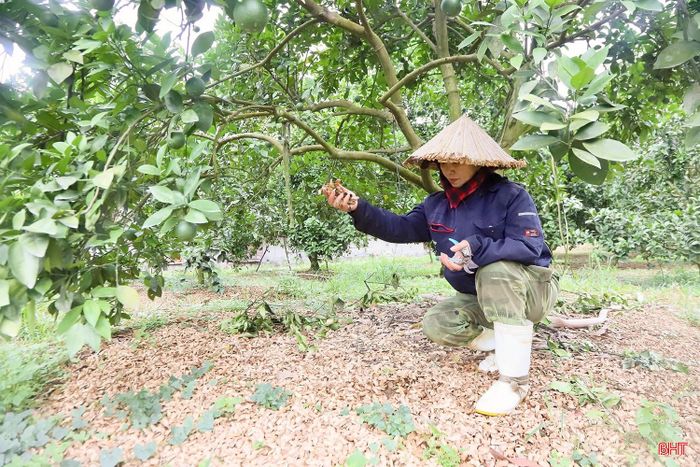  Bà Phan Thị Hiền (thôn Anh Hùng, xã Đồng Lộc) chia sẻ: "Để cây cam sinh trưởng ổn định, ngoài đảm bảo nguồn nước tưới, tôi còn dùng vỏ lạc để tủ gốc nhằm tăng độ ẩm, độ tơi xốp cho đất và giữ mát cho bộ rễ. Nhờ chủ động áp dụng các biện pháp này, hơn 2 ha cam chanh của gia đình vẫn sinh trưởng ổn định trong thời tiết nắng nóng, chất lượng và năng suất quả được đảm bảo”. 