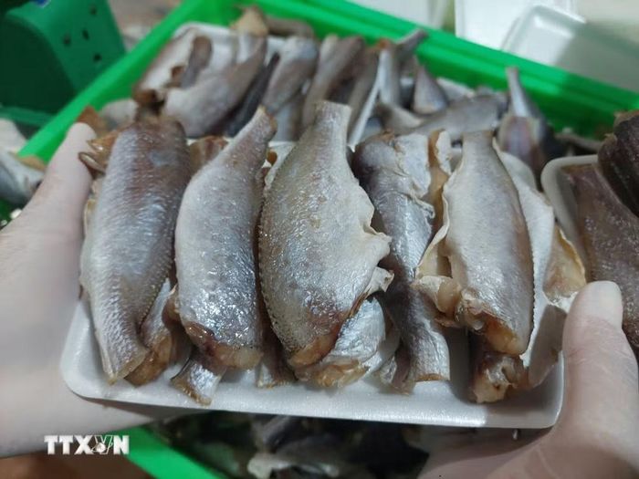 Sản phẩm Khô cá đù đỏ sơ chế tại Công ty TNHH chế biến thủy sản Phát Huy (xã Thạnh Phong, Vĩnh Long). (Ảnh: Chương Đài/TTXVN)