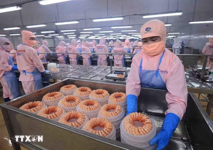 Đóng gói sản phẩm tôm xuất khẩu ở nhà máy của Tập đoàn Thủy sản Minh Phú. (Ảnh: Vũ Sinh/TTXVN)