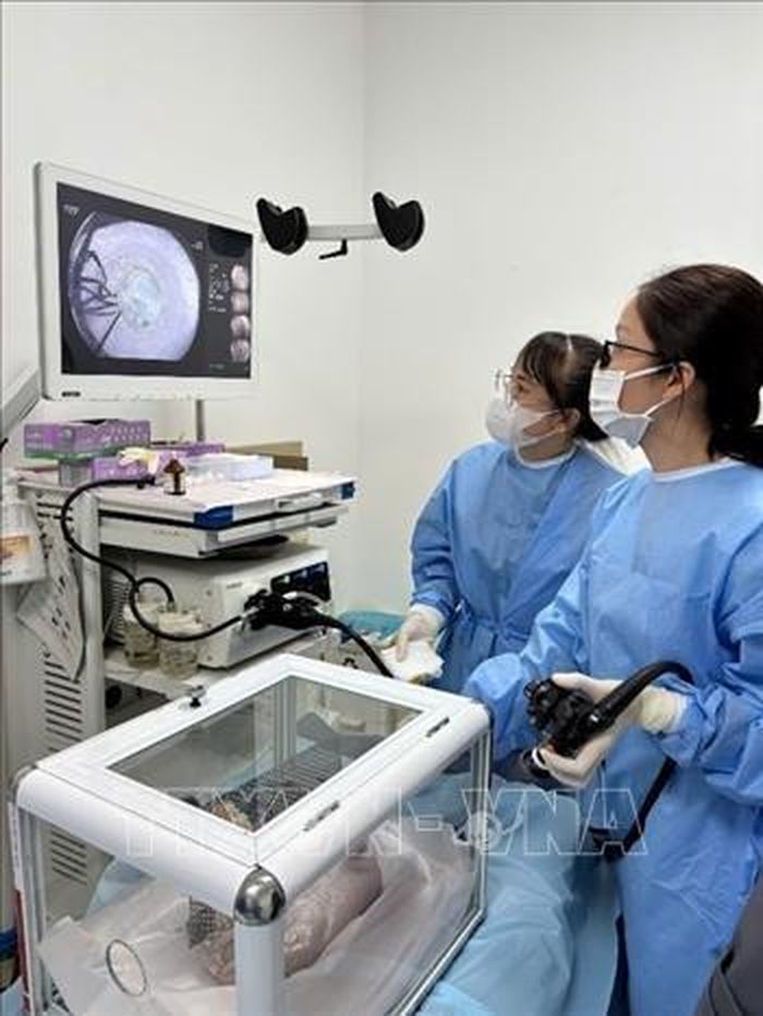 Học viên thực hành trên mô hình trong khóa đào tạo kỹ thuật cắt tách dưới niêm mạc. Ảnh: TTXVN phát