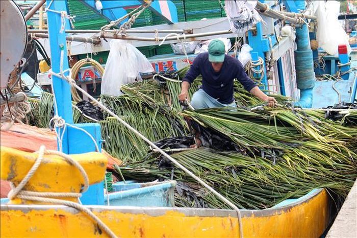 Chà sau khi kết được chất đầy thuyền để thả ra biển, tạo nơi cư ngụ cho cá.