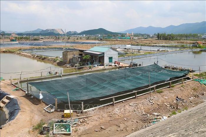 Khu vực nuôi tôm giống ở nhiều khu vực trên địa bàn xã Quỳnh Phú (tỉnh Nghệ An) được căng lưới màu tối để hạn chế độ ánh nắng trực tiếp xuống ao đầm, giảm nóng của nước trong ao nuôi.