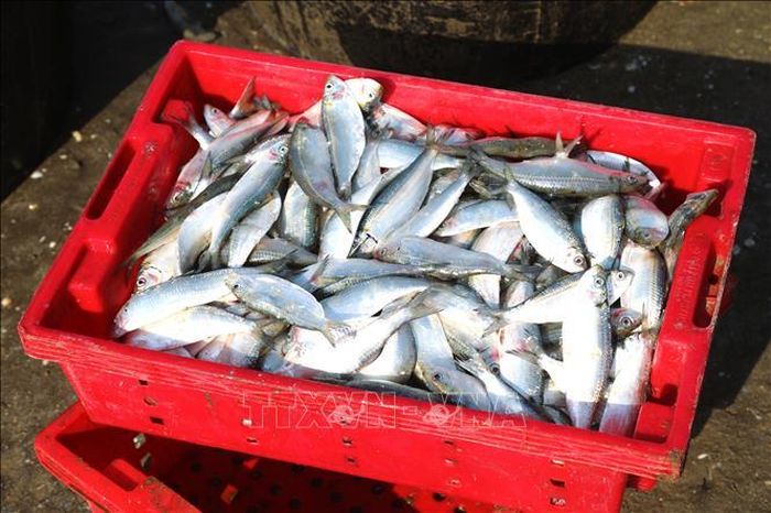 Tuy đầu mùa vụ chiêm, nhưng cá trích vùng biển thuộc xã bãi ngang Hải Châu (tỉnh Nghệ An) có chất lượng tốt.